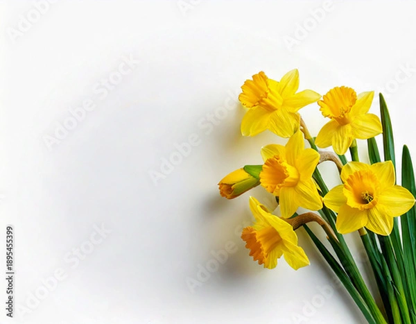 Obraz 식물-꽃-수선화-노란 수선화-노란꽃-흰색 배경-메세지 공간