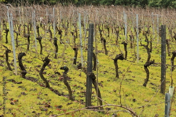 Obraz Twisted Trunks, Winter Rest