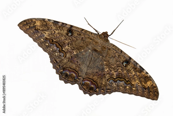 Obraz Black Witch Moth on white background