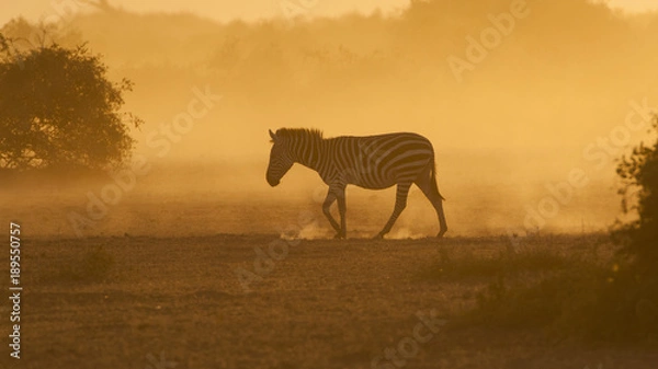 Obraz Zebra at sunrise