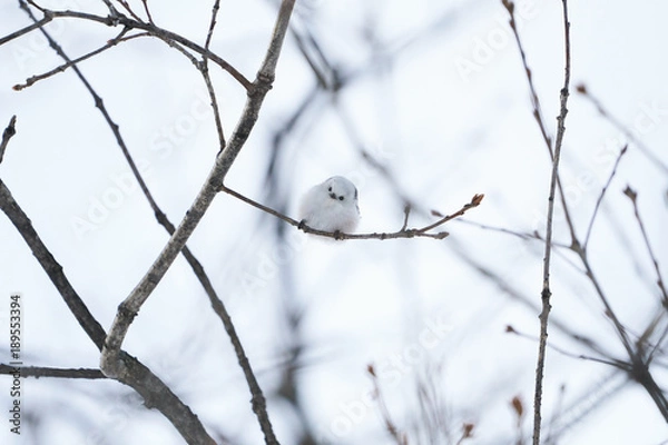 Obraz 冬のシマエナガ
