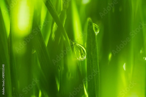 Fototapeta Close Up Dew water on the grass