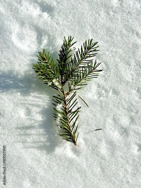 Obraz Winter Scenery