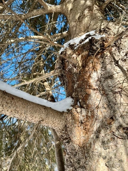 Obraz Winter Scenery