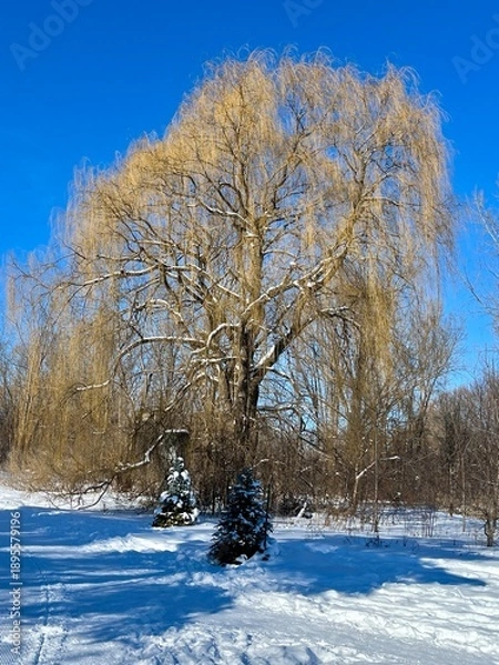 Obraz Weeping willow in the winter