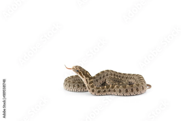 Obraz snake isolated on white background