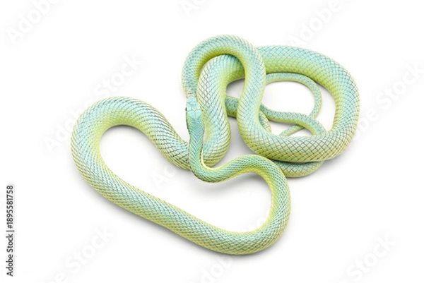 Obraz snake isolated on white background