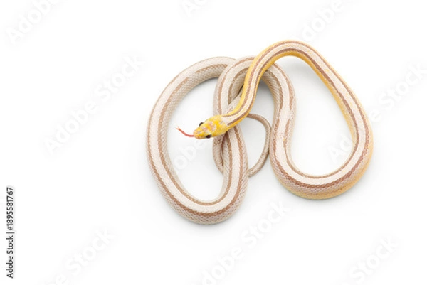 Obraz snake isolated on white background