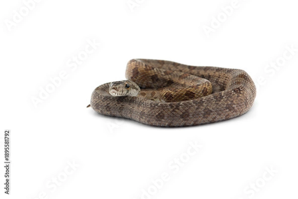 Obraz snake isolated on white background