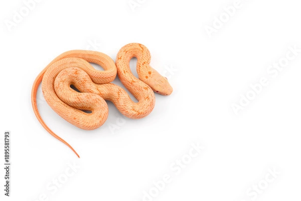 Obraz snake isolated on white background