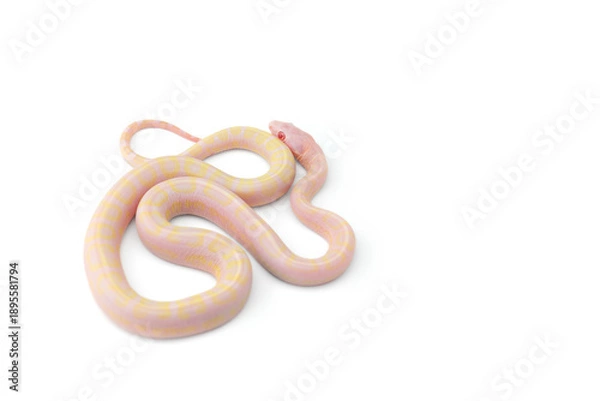 Obraz snake isolated on white background