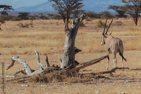Obraz Oryx in Nature