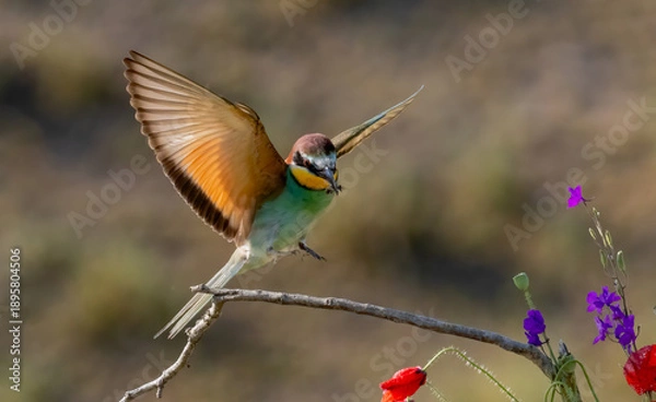 Fototapeta Common Bee-eater perching on stick