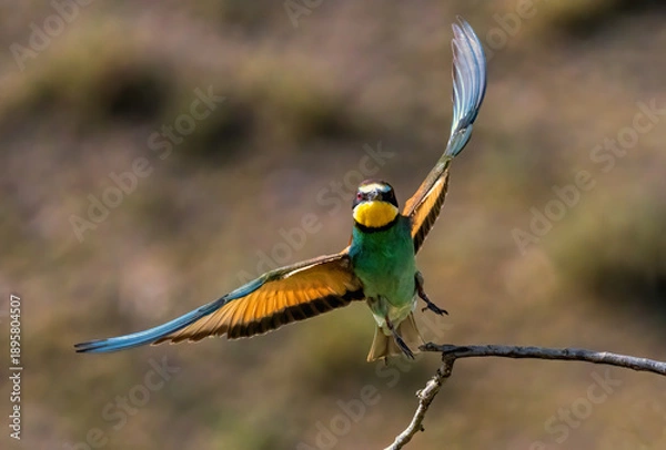 Fototapeta Common Bee-eater perching on stick