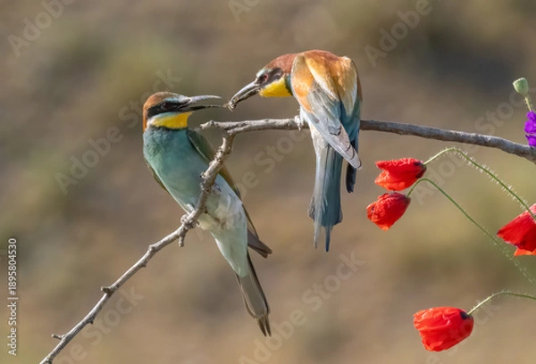 Fototapeta Common Bee-eater perching on stick