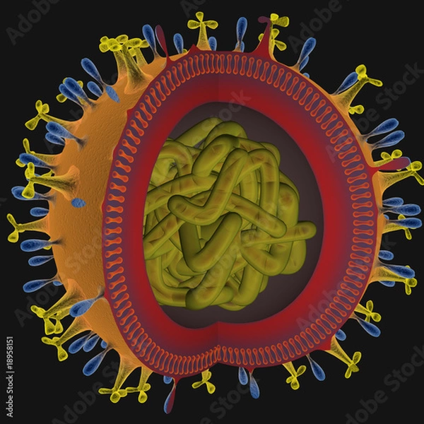 Fototapeta H1N1 virus cut