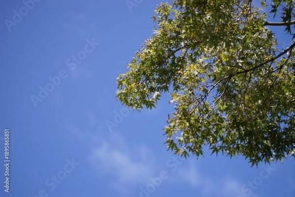 Obraz 青空に映える新緑の若葉