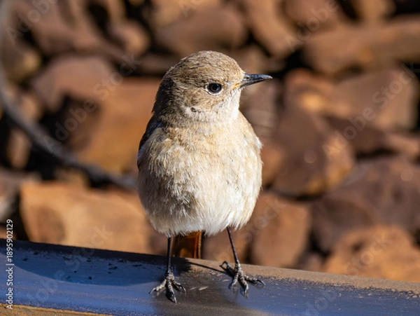 Obraz ジョウビタキ