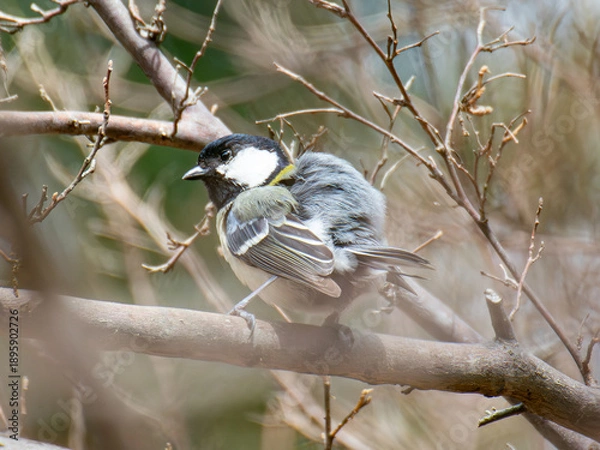Obraz シジュウカラ