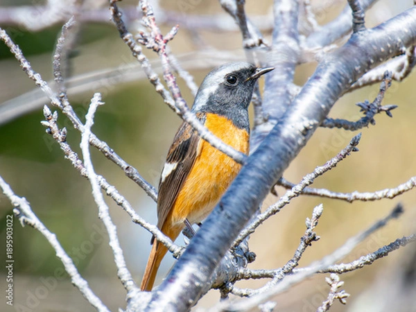 Obraz ジョウビタキ