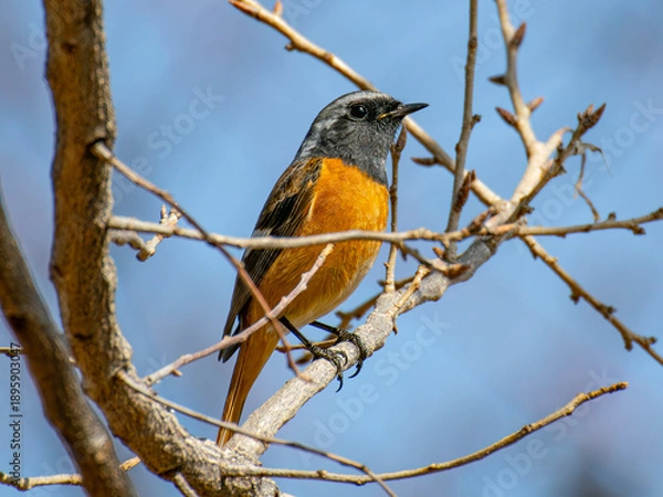 Obraz ジョウビタキ