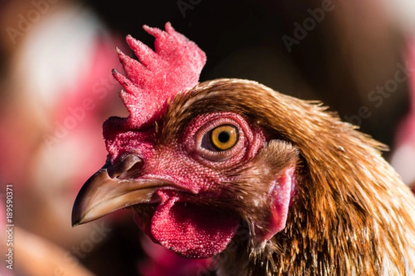 Fototapeta Chicken Macro Shot 