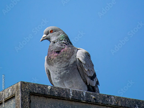 Obraz カワラバト