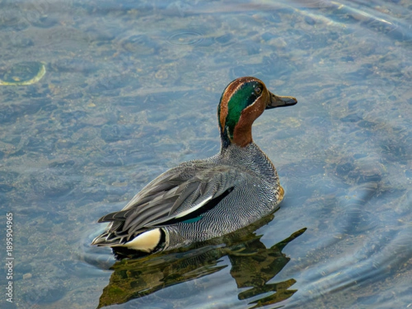 Fototapeta コガモ