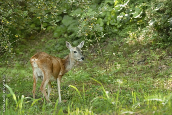 Fototapeta 암컷 노루