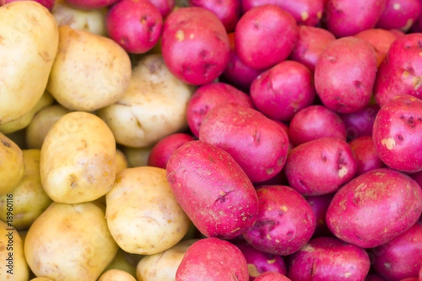 Obraz Potatoes