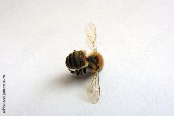 Obraz A dead bee isolated on white background