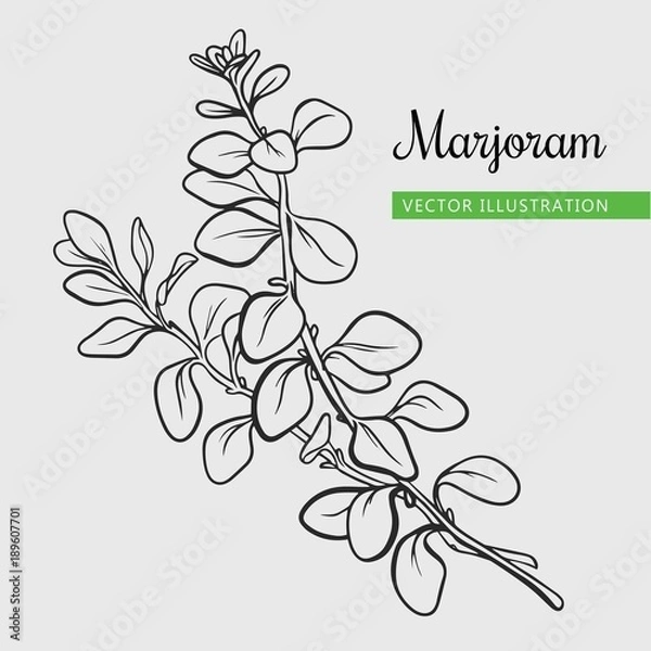 Fototapeta marjoram branch with leaf
