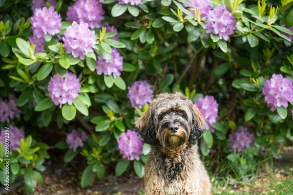 Obraz Porträt eines Cockapoo im blühenden Garten