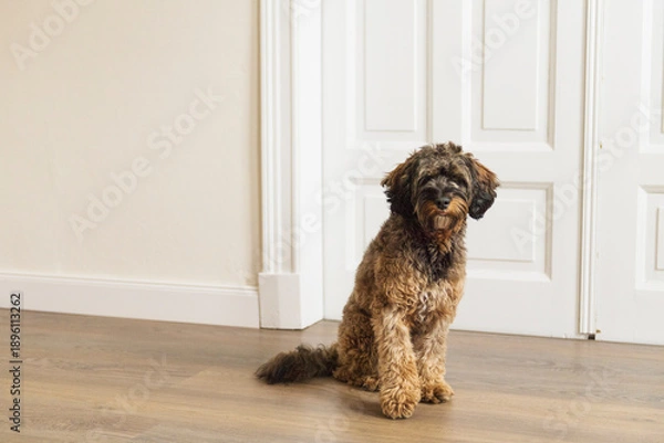 Obraz Porträt eines Cockapoo in seinem Zuhause