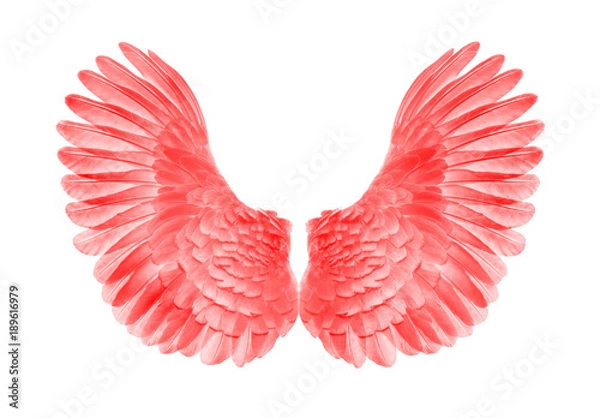 Obraz Pinion on the sprawling white