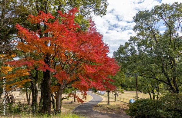 Obraz 紅葉した木々