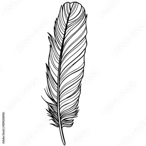 Obraz outline realistic feather