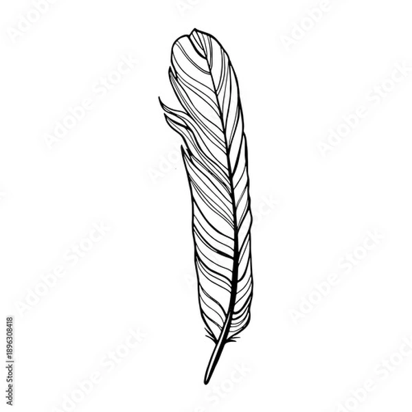 Obraz outline realistic feather