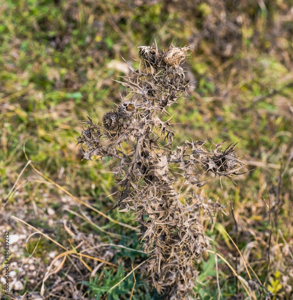 Obraz Alhagi pseudalhag