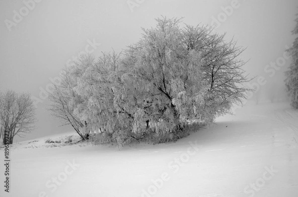 Obraz Tree with snow