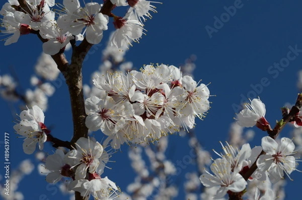 Obraz Cherry blossoms