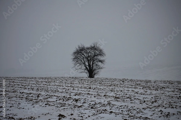 Obraz Lonely tree