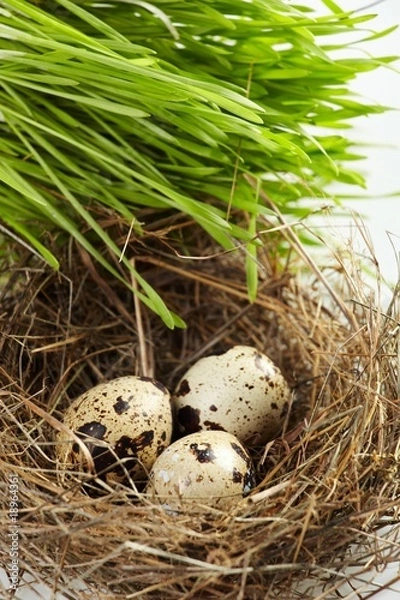 Fototapeta egg in a real nest