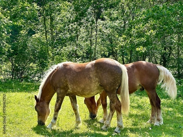 Obraz Weidende Pferde 