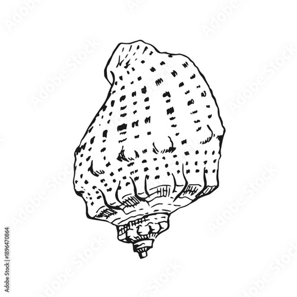 Obraz Shell. Hand drawn vector illustration.
