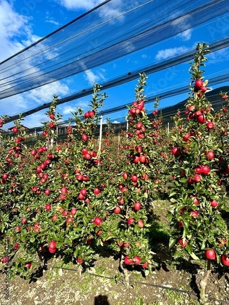 Obraz Apfel Plantage 