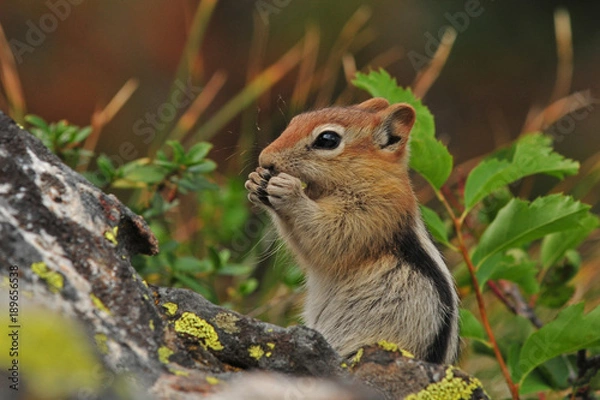 Obraz Chipmunk eating