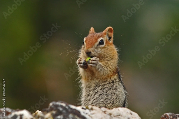 Obraz Chipmunk eating