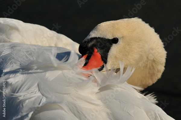 Obraz Swan resting