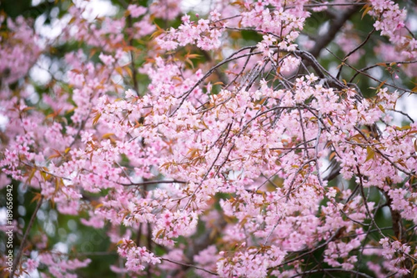 Obraz Pink flower background, Wild Himalayan Cherry